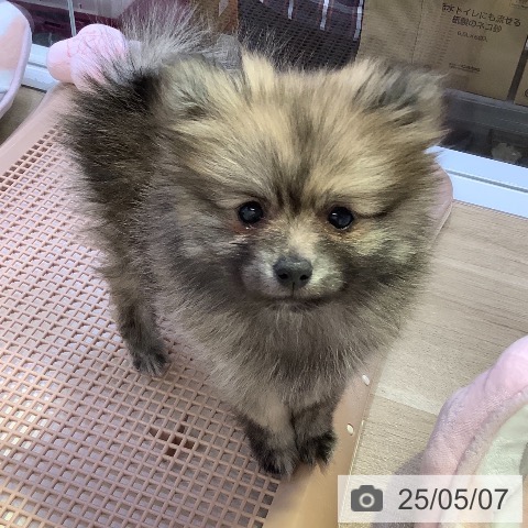 ポメラニアンの写真