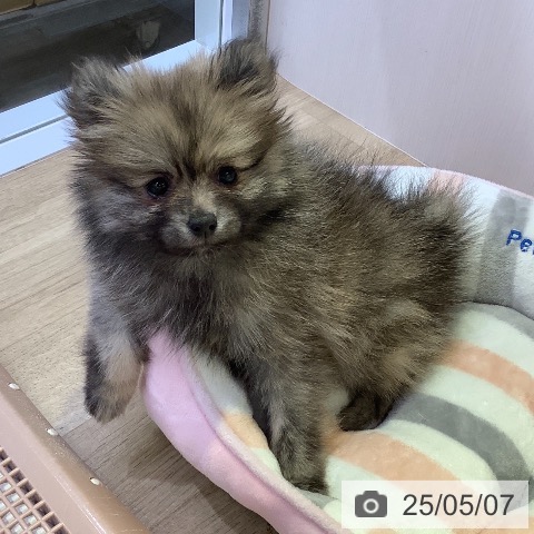 ポメラニアンの写真
