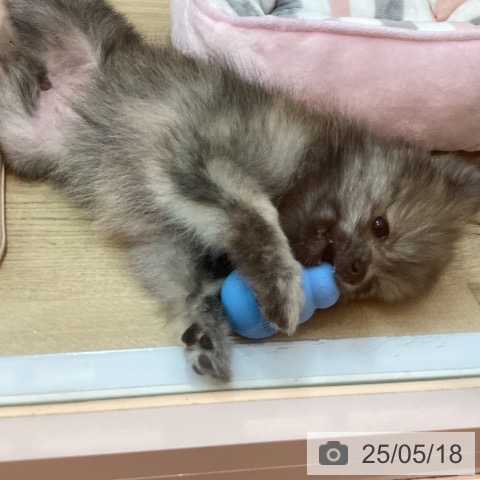 ポメラニアンの写真