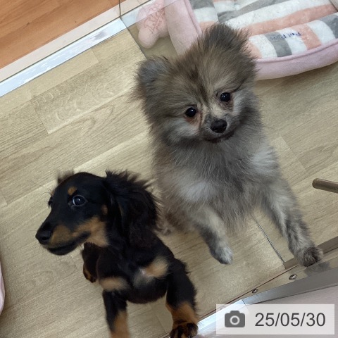ポメラニアンの写真