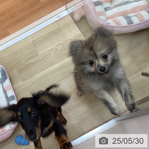 ポメラニアンの写真