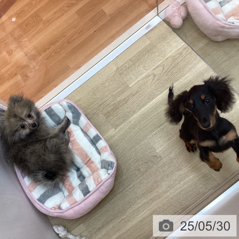 ポメラニアンの写真