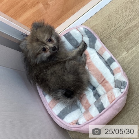 ポメラニアンの写真