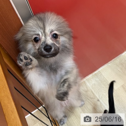ポメラニアンの写真