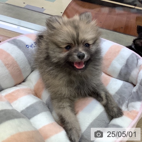 ポメラニアンの写真