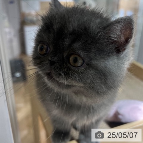 エキゾチック・ショートヘアの写真
