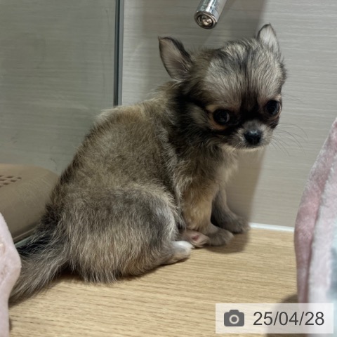 チワワの写真