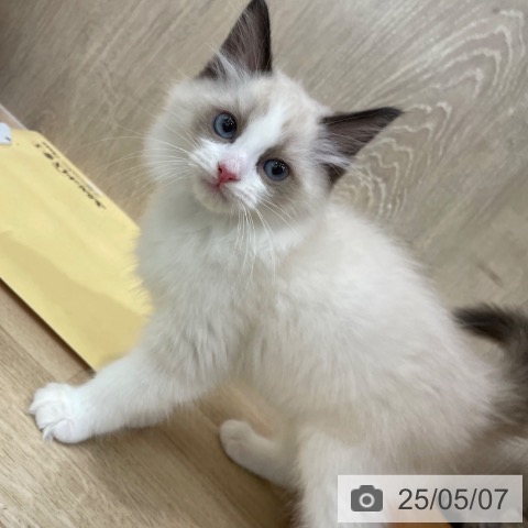 ラグドールの写真