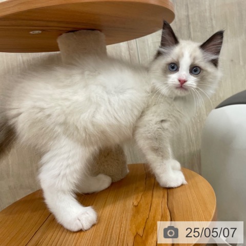 ラグドールの写真