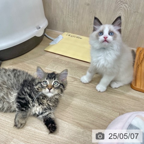 ラグドールの写真