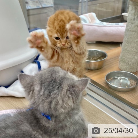 スコティッシュフォールドの写真