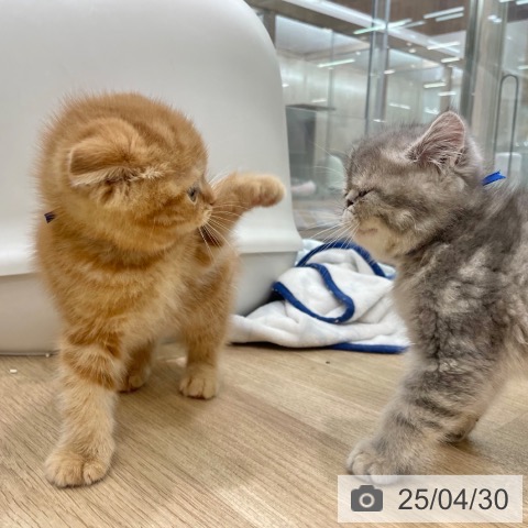 スコティッシュフォールドの写真