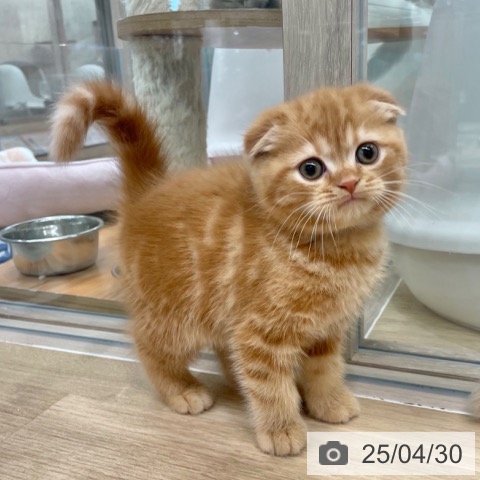 スコティッシュフォールドの写真