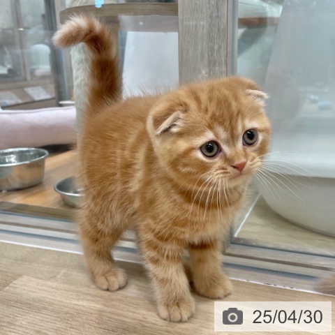 スコティッシュフォールドの写真