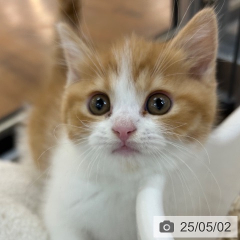 スコティッシュフォールドの写真