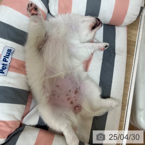 チワワの写真