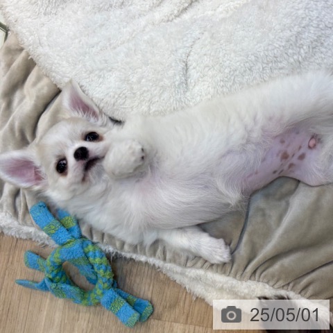 チワワの写真