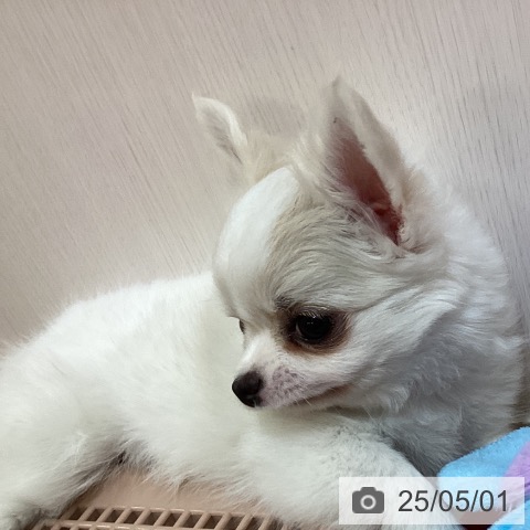 チワワの写真