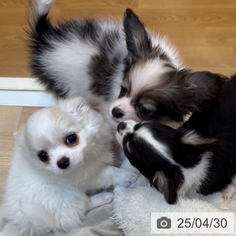 チワワの写真