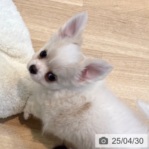 チワワの写真