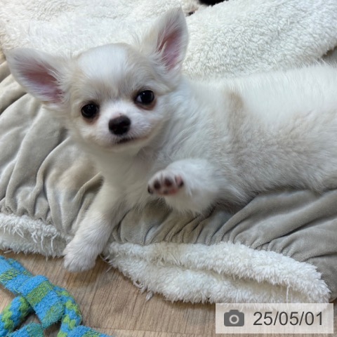 チワワの写真