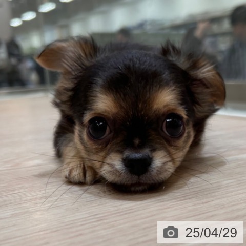 チワワの写真