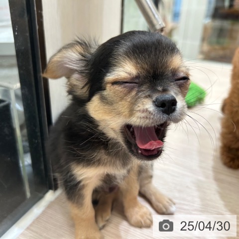 チワワの写真
