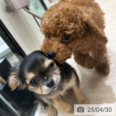 チワワの写真