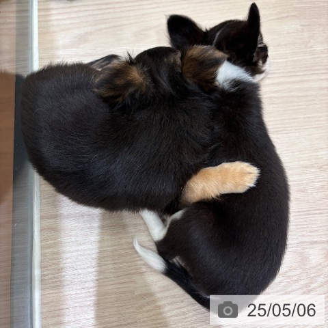チワワの写真