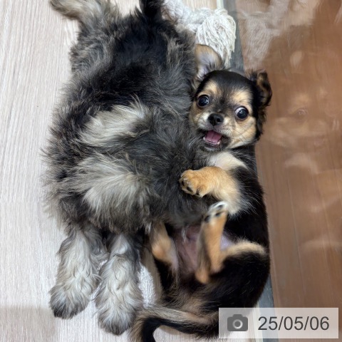 チワワの写真