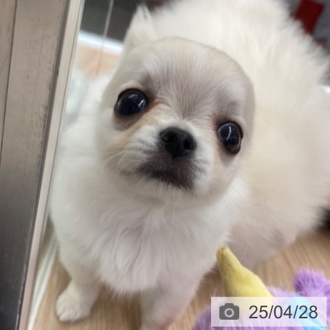 チワワの写真