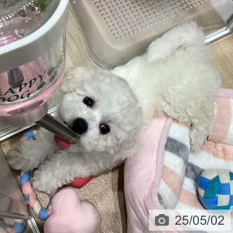 ビション・フリーゼの写真