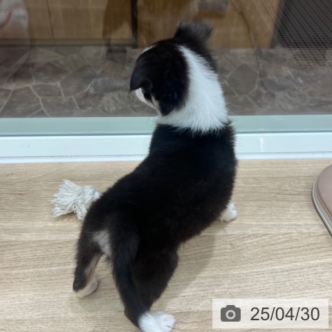 チワワの写真