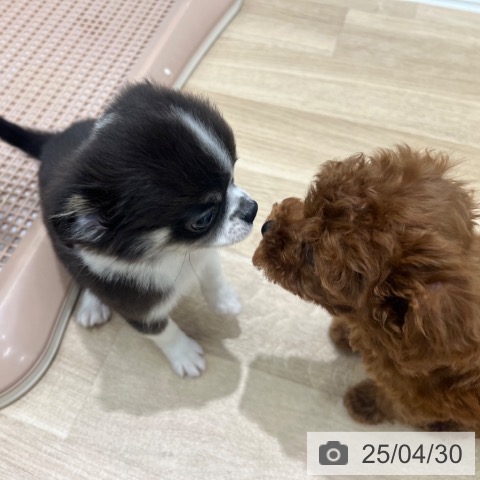 チワワの写真