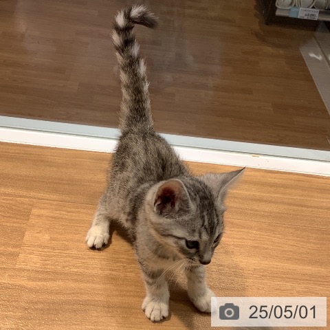 マンチカンの写真