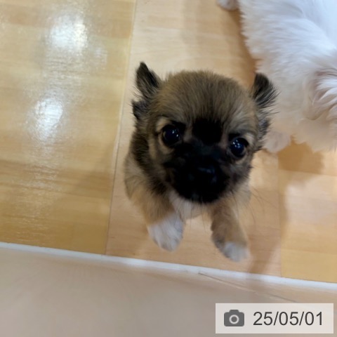 チワワの写真