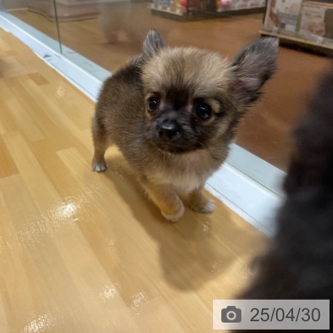 チワワの写真
