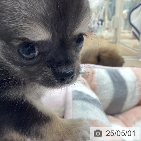 チワワの写真