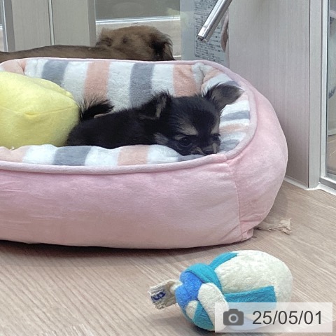 チワワの写真