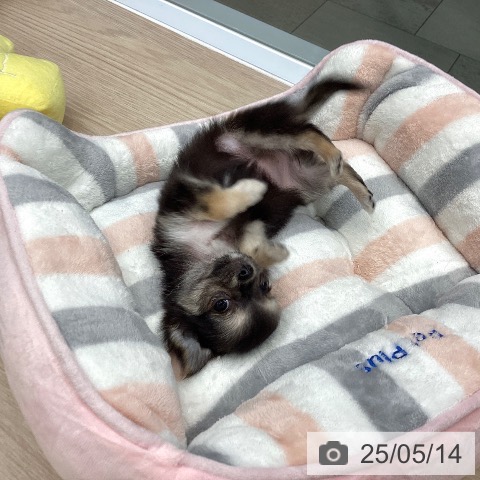 チワワの写真