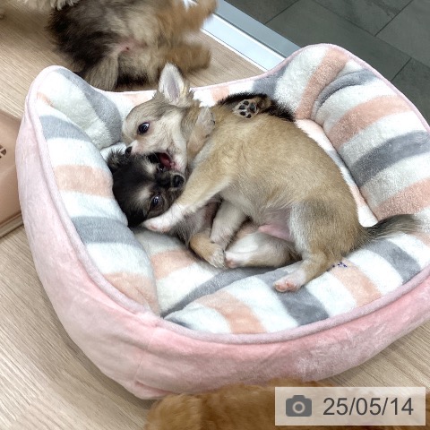 チワワの写真