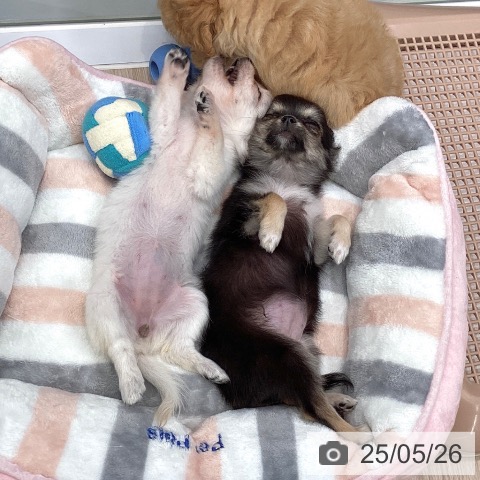 チワワの写真