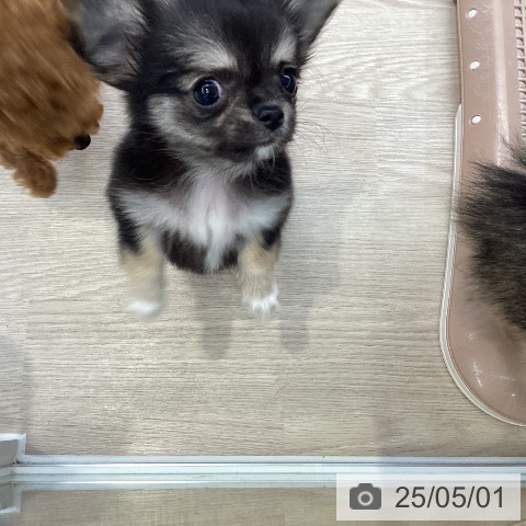 チワワの写真