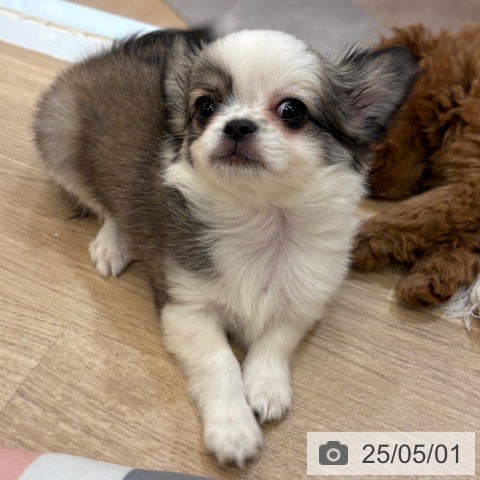 チワワの写真