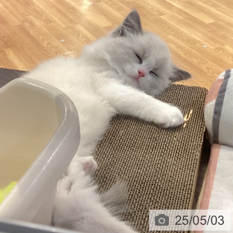ラグドールの写真