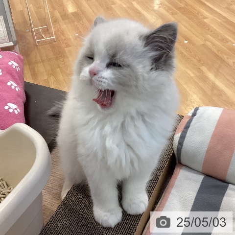ラグドールの写真