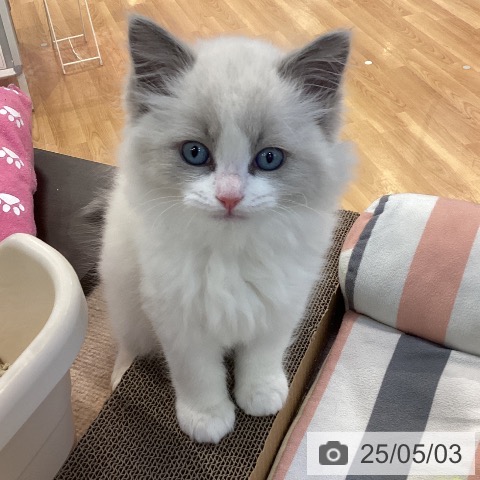 ラグドールの写真