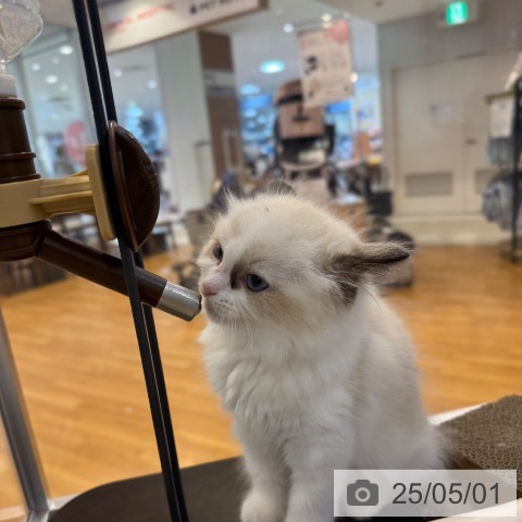 ラグドールの写真