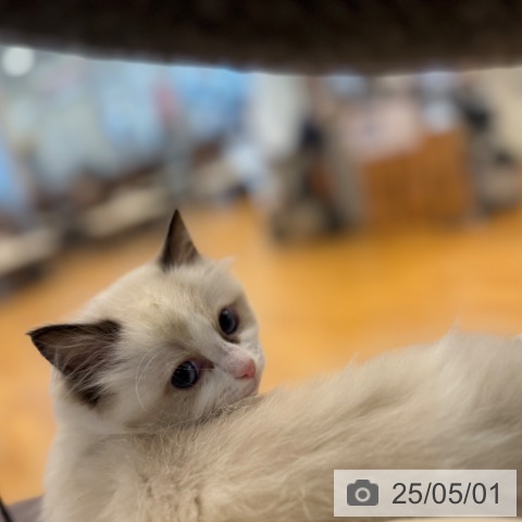 ラグドールの写真