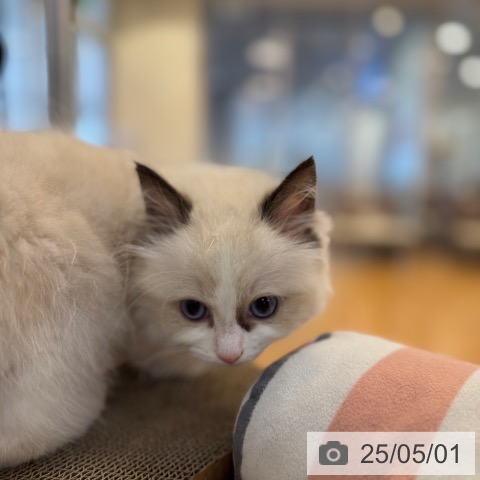 ラグドールの写真